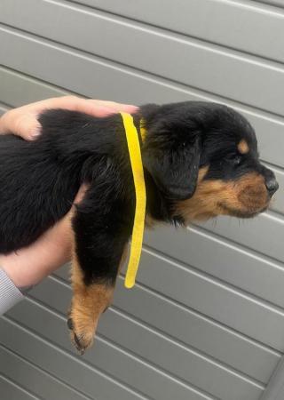 Image 17 of Rottweiler kc registered puppies
