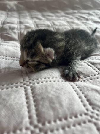 Image 1 of *JUST BORN* Kittens For Sale