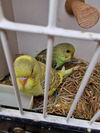 Image 5 of budgies young ready to leave