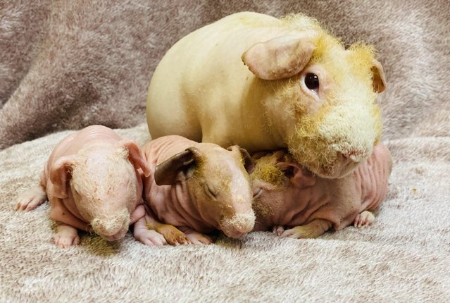 Preview of the first image of 10 weeks old baby boy skinny pig pair.