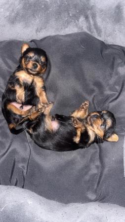 Image 6 of Adorable teacup Yorkshire Terrier Puppies