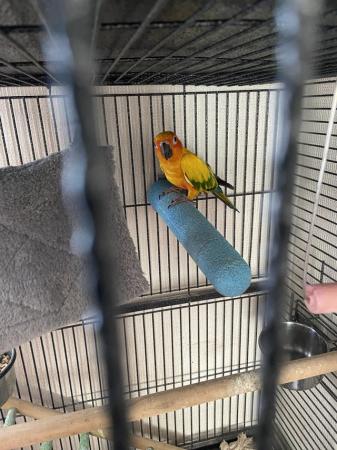Image 3 of 19 month old male Sun Conure