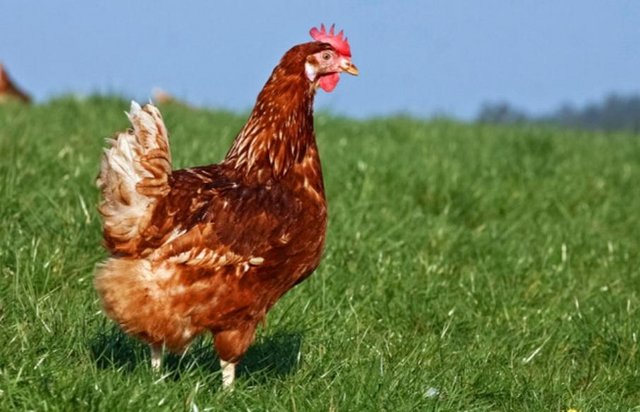 Image 2 of Point of lay chickens for sale