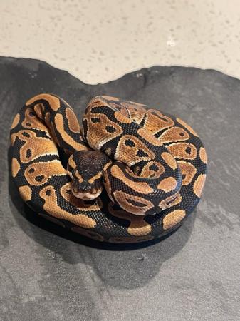 Image 2 of Hatched Early aug 2023 ball python baby for good home