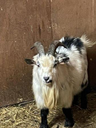 Image 2 of Entire breeding Pygmy goat Billy’s