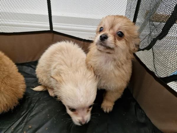 Image 3 of 2x Male Pomchi Puppies for Sale!