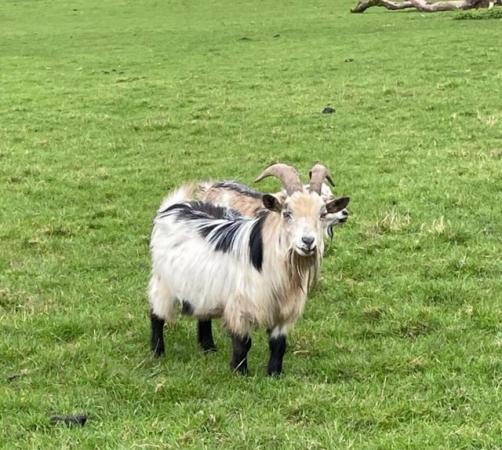 Image 1 of Pygmy goat Billy looking for new herd