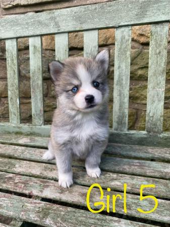 Image 9 of F2 Pomsky puppies for sale