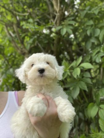 Image 1 of Beautiful Small Cockerpoo Puppies For Sale.