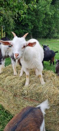 Image 4 of Selection of young goats available