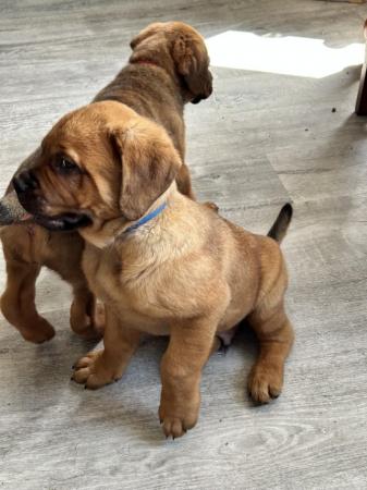 Image 8 of French mastiff cross Rottweiler ready now