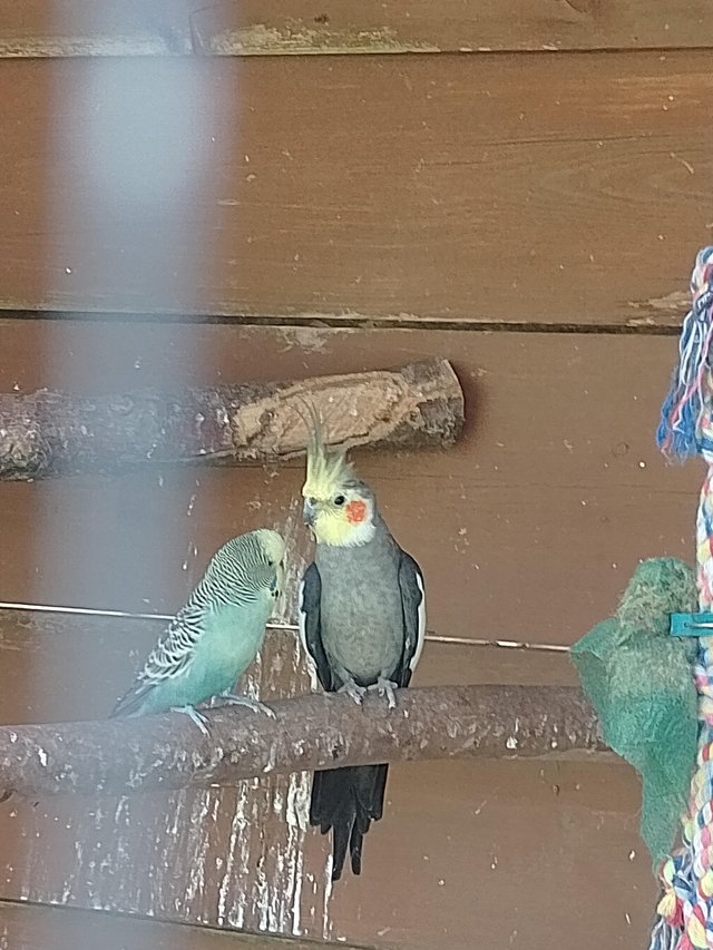 Preview of the first image of Male cockatiel 2 years old.