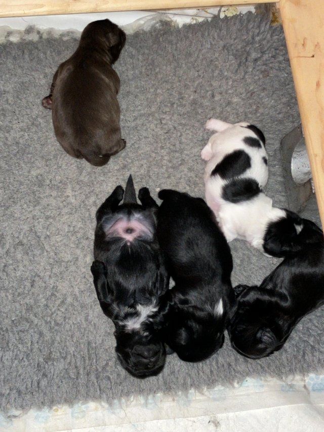 Preview of the first image of Rainbow Litter of standard Shih Tzu puppies.