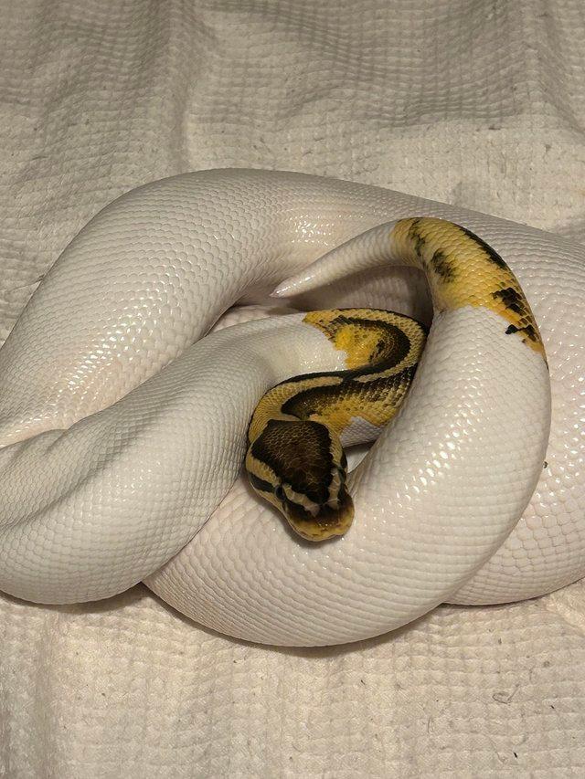 Preview of the first image of Pastel yellowbelly female pied.
