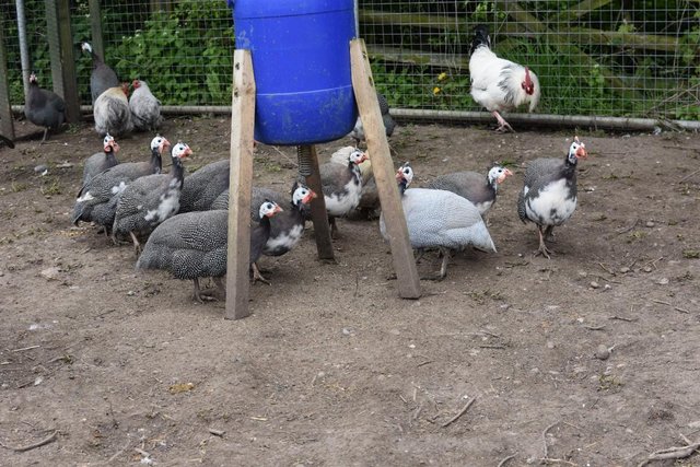 Preview of the first image of Guinea Fowl Hatching Eggs £1 each.