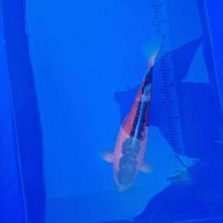 Image 7 of Koi carp from 45cm to 80cm need new home