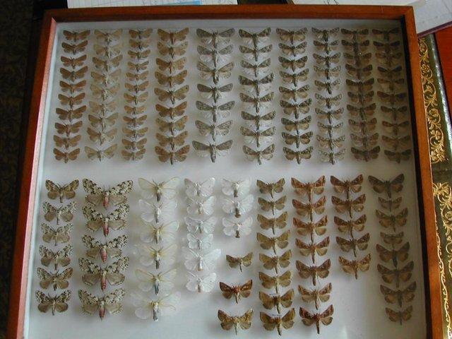 Preview of the first image of butterflies moths insects cabinets.