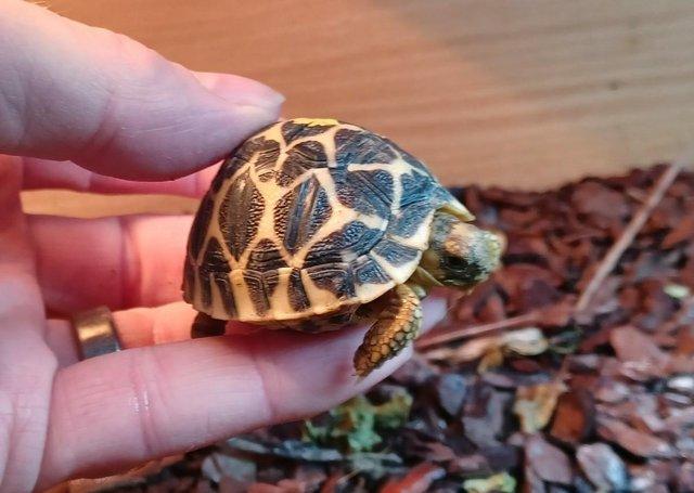 Preview of the first image of INDIAN STAR TORTOISE BABY  2023 UK BRED.