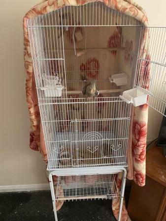 Image 2 of 1 year old cockatiel for sale with food and treats
