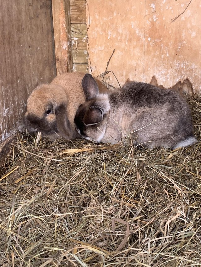 Preview of the first image of 2 mini lop rabbits for sale. 1 martin 1 sooty fawn.