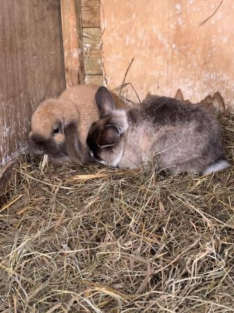 Image 1 of 2 mini lop rabbits for sale. 1 martin 1 sooty fawn