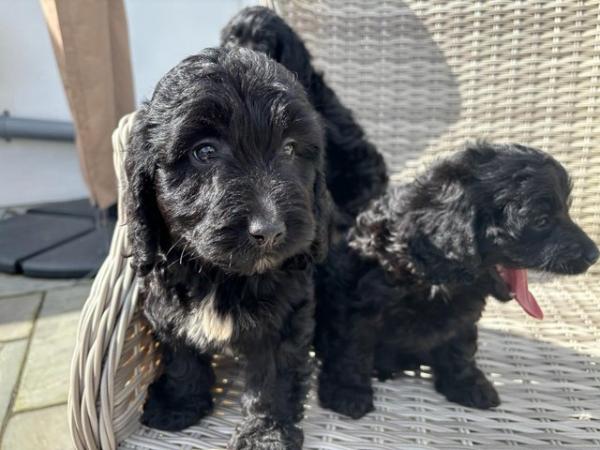 Image 6 of Gorgeous cockapoo all girls looking for new homes