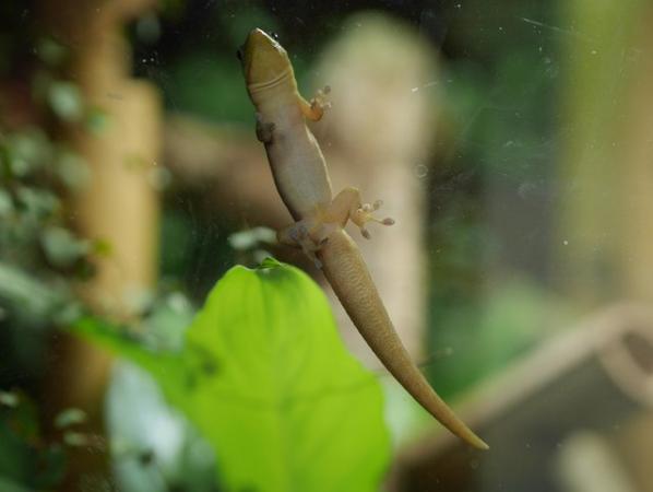 Image 5 of Phelsuma Laticauda Gold Dust Day Gecko Pair