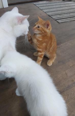 Image 5 of 2 stunning kittens available now one ginger one white