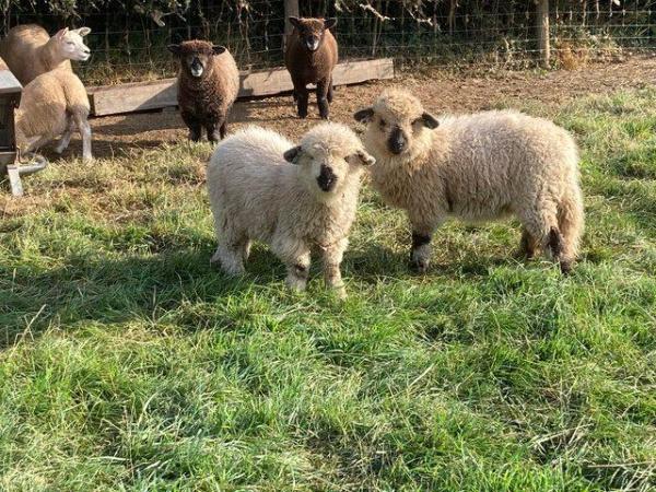 Image 9 of Swiss Valais X Lambs - Friendly, Perfect Pets £150each