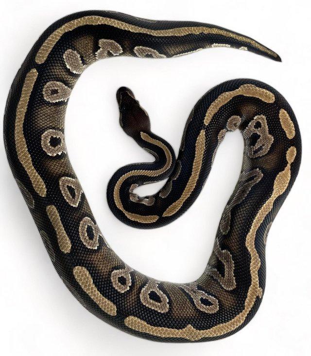 Preview of the first image of CB21 Male Blackhead Mojave Royal Python.