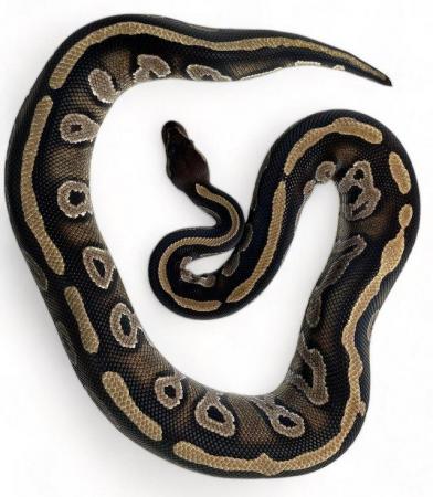 Image 1 of CB21 Male Blackhead Mojave Royal Python