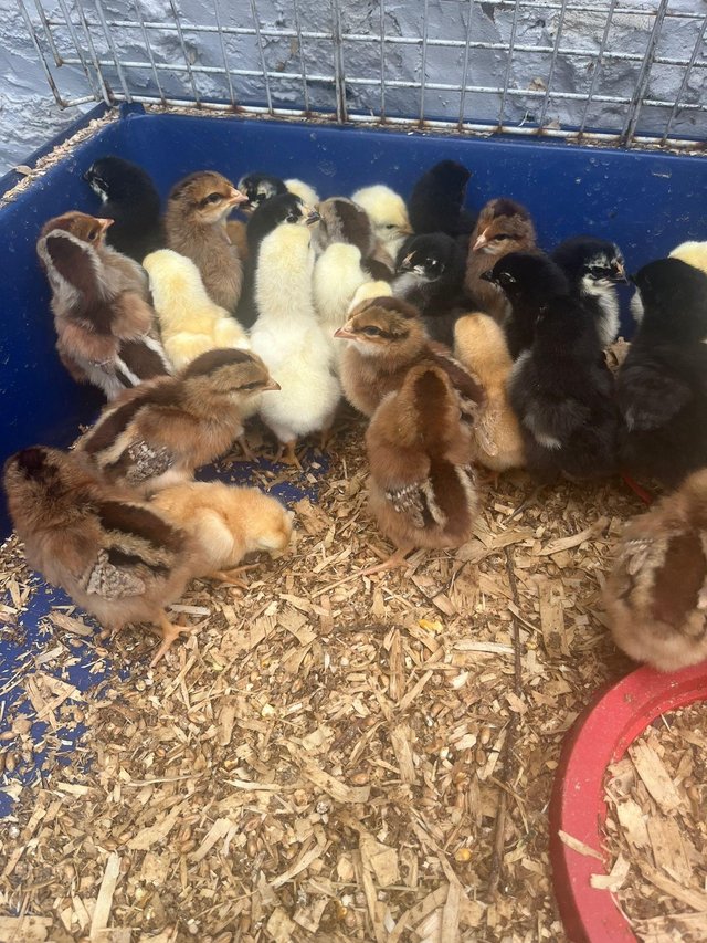 Preview of the first image of 4 week unsexed baby  chicks.
