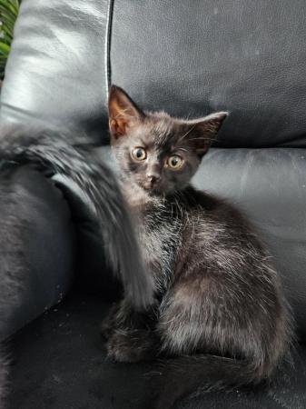 Image 4 of British blue x kittens ready now