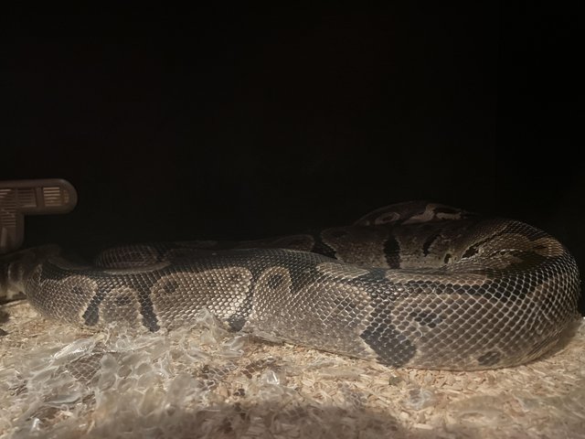 Preview of the first image of Male Het albino royal python and cage.