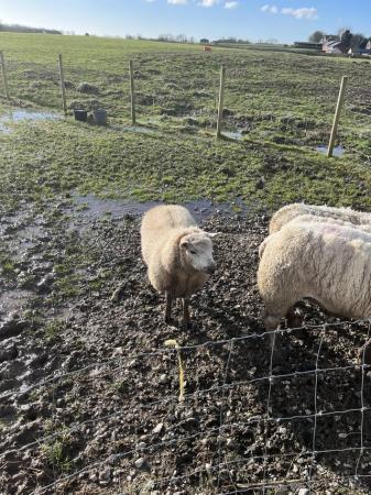 Image 2 of Sheep for sale(1 Tup,1 wether)