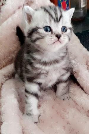 Image 5 of Beautiful Britishshorthair kittens
