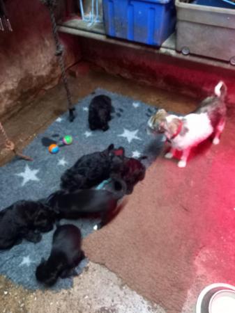 Adorable Jackapoo Puppies - Jack Russell Puppies For Sale in Stoke On ...