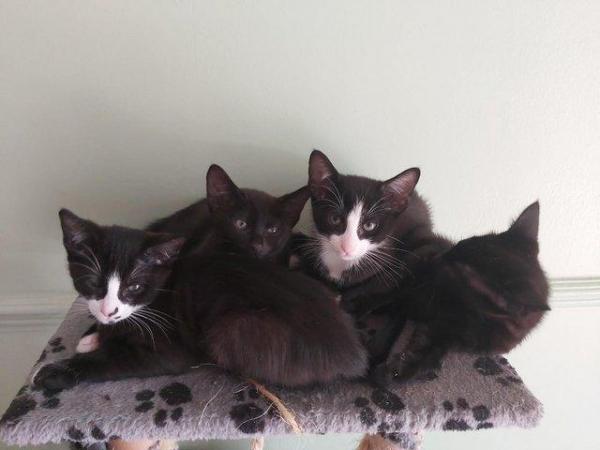 Image 6 of Stunning Oriental Kittens 5 BOYS