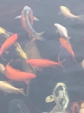 Image 3 of Goldfish mix of colours