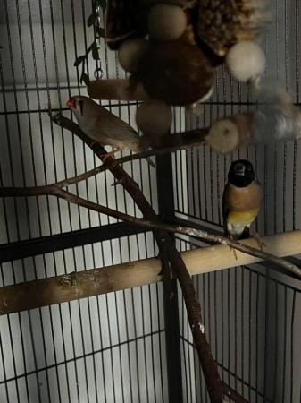 Image 2 of 2 x zebra finches and 1 x gouldian finch with cage.