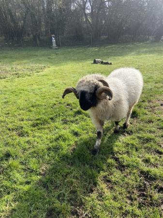 Image 3 of Valais Blacknose Entire Ram for sale
