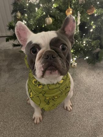 Image 4 of 3 year old male French Bulldog