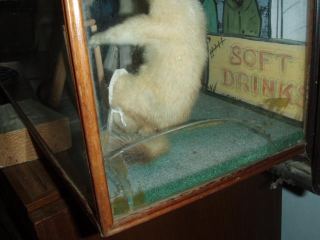 Preview of the first image of Ferrets Playing Cricket x5 Taxidermy.