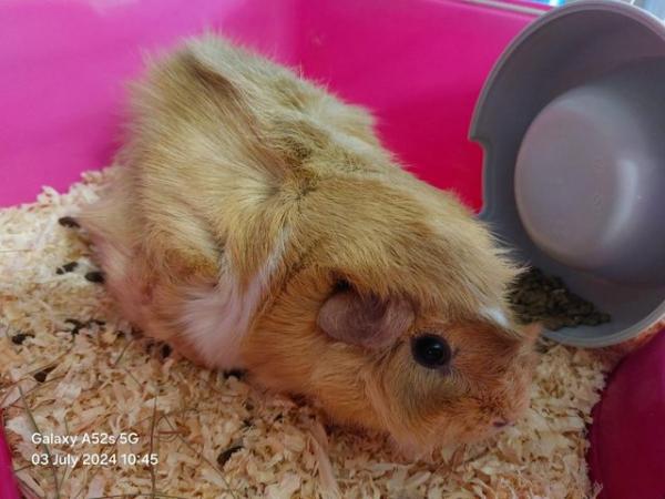 Image 1 of Female Guinea Pig for sale
