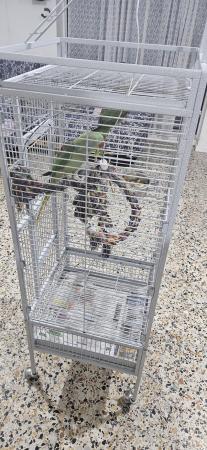 Image 3 of Male and female alexandrine parrots