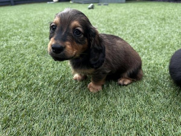 Image 12 of Long Haired Miniature Dachshunds