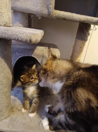 Image 15 of Fluffy maine coon kittens