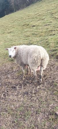 Image 2 of Ewe lamb for sale born 2023