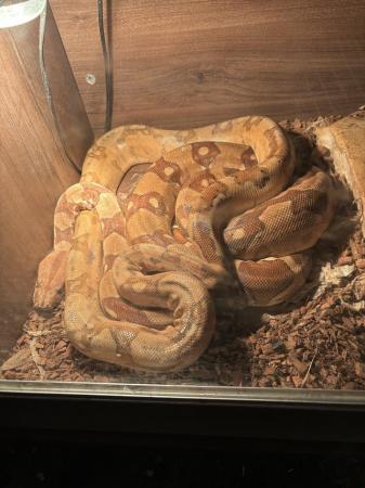 Image 2 of Male& female boa constrictor adults breeding pair