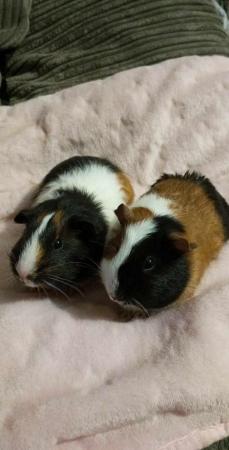 Image 2 of SOLD .....4 Baby guinea pigs available.